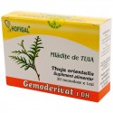 Mlădițe de tuia - Gemoderivat (monodoze x 1 ml)