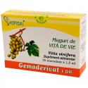 Muguri de viță de vie - Gemoderivat (monodoze x 1,5 ml)